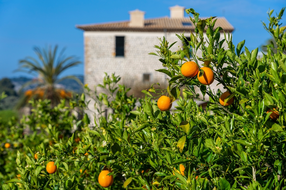 hermosa finca en mallorca rodeada de naturaleza